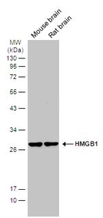 HMGB1 Antibody in Western Blot (WB)