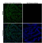 HMGB1 Antibody in Immunohistochemistry (Paraffin) (IHC (P))