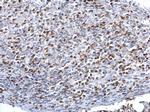 HMGB1 Antibody in Immunohistochemistry (Paraffin) (IHC (P))