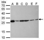 HMGB1 Antibody in Western Blot (WB)