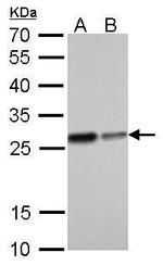 HMGB1 Antibody in Western Blot (WB)