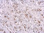 SAMHD1 Antibody in Immunohistochemistry (Paraffin) (IHC (P))