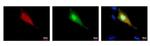 Strep Tag Antibody in Immunocytochemistry (ICC/IF)