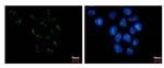 PAF49 Antibody in Immunocytochemistry (ICC/IF)