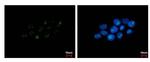 PAF49 Antibody in Immunocytochemistry (ICC/IF)