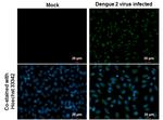 Dengue Virus Type 2 Envelope Antibody in Immunocytochemistry (ICC/IF)