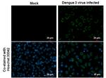 Dengue Virus Type 2 Envelope Antibody in Immunocytochemistry (ICC/IF)