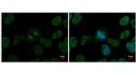 NuMA Antibody in Immunocytochemistry (ICC/IF)