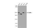 NuMA Antibody in Western Blot (WB)