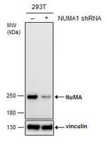 NuMA Antibody