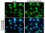 NuMA Antibody in Immunocytochemistry (ICC/IF)