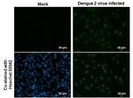 Dengue Virus Type 2 NS5 Antibody in Immunocytochemistry (ICC/IF)