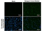 Dengue Virus Type 2 NS5 Antibody in Immunocytochemistry (ICC/IF)