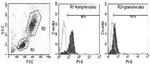 SERPINB9 Antibody in Flow Cytometry (Flow)