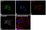 CD70 Antibody in Immunocytochemistry (ICC/IF)