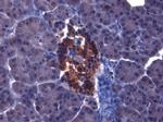 IGF1 Antibody in Immunohistochemistry (Paraffin) (IHC (P))