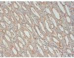 IGF1 Antibody in Immunohistochemistry (Paraffin) (IHC (P))