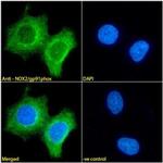 NOX2 Antibody in Immunocytochemistry (ICC/IF)