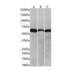 NOX2 Antibody in Western Blot (WB)