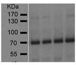 GAD65 Antibody in Western Blot (WB)