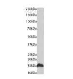 H4K20me1 Antibody in Western Blot (WB)