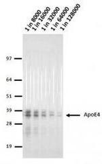 APOE Antibody in Western Blot (WB)