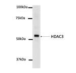 HDAC3 Antibody in Western Blot (WB)