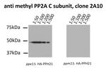 Methyl-PP2A alpha (Leu309) Antibody in Immunoprecipitation (IP)