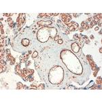 CD34 Antibody in Immunohistochemistry (Paraffin) (IHC (P))