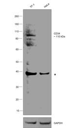 CD34 Antibody in Western Blot (WB)