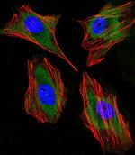 Lactoferrin Antibody in Immunocytochemistry (ICC/IF)