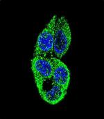 MASTL Antibody in Immunocytochemistry (ICC/IF)