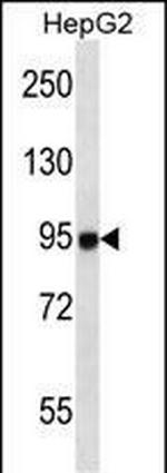 MASTL Antibody in Western Blot (WB)