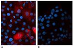 beta-2 Microglobulin Antibody in Immunocytochemistry (ICC/IF)