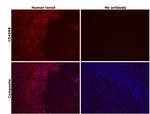 CD45RB Antibody in Immunohistochemistry (Paraffin) (IHC (P))