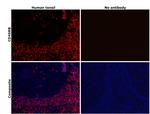 CD45RB Antibody in Immunohistochemistry (Paraffin) (IHC (P))