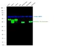 Cytokeratin Pan Antibody