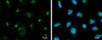 COPD Antibody in Immunocytochemistry (ICC/IF)