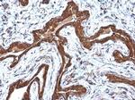 COPD Antibody in Immunohistochemistry (Paraffin) (IHC (P))