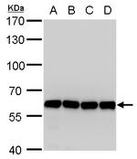 COPD Antibody in Western Blot (WB)