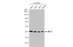 MCT1 Antibody in Western Blot (WB)