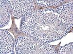 TPI1 Antibody in Immunohistochemistry (Paraffin) (IHC (P))