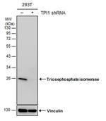 TPI1 Antibody