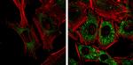 CALCOCO2 Antibody in Immunocytochemistry (ICC/IF)