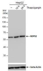 CALCOCO2 Antibody in Western Blot (WB)