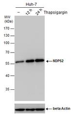 CALCOCO2 Antibody in Western Blot (WB)