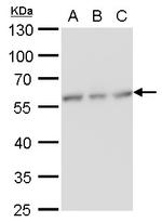 CALCOCO2 Antibody in Western Blot (WB)