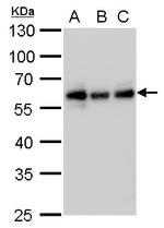 CALCOCO2 Antibody in Western Blot (WB)