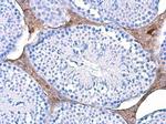 TPI1 Antibody in Immunohistochemistry (Paraffin) (IHC (P))