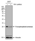 TPI1 Antibody